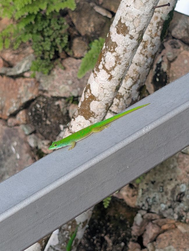 Der erste Abend auf Praslin🌶️🦎