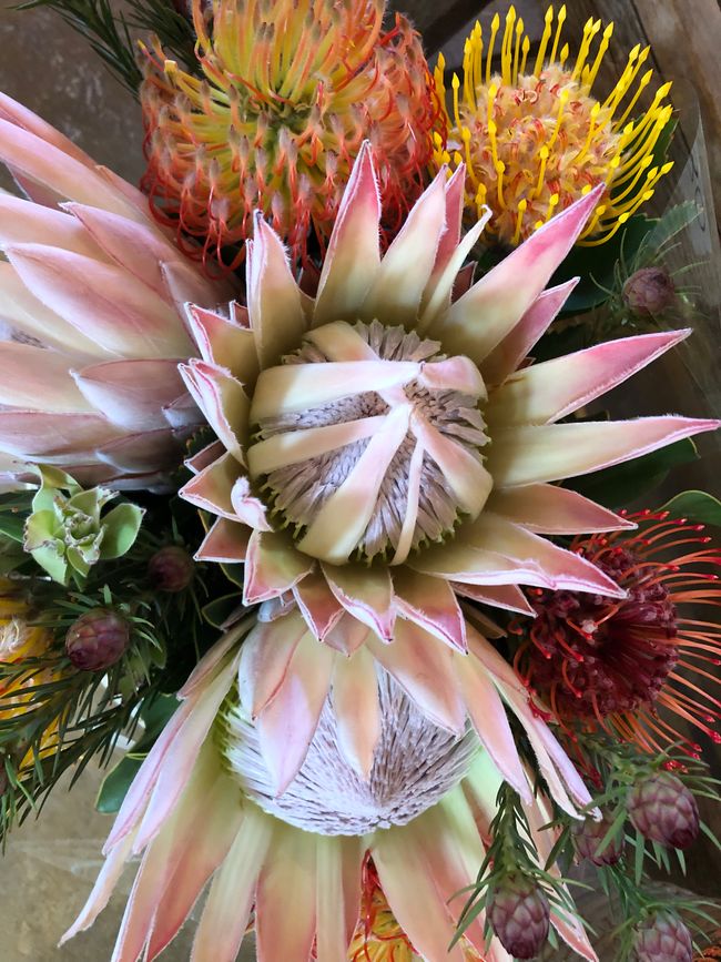 Ich liebe die Protea