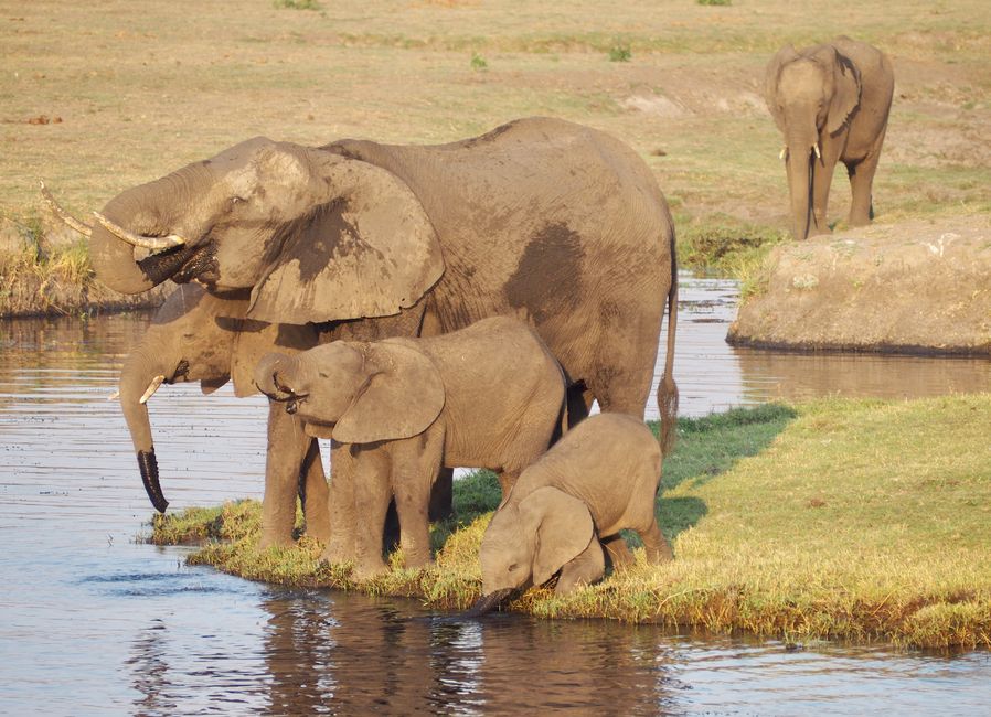 Botswana-fressen und gefressen werden