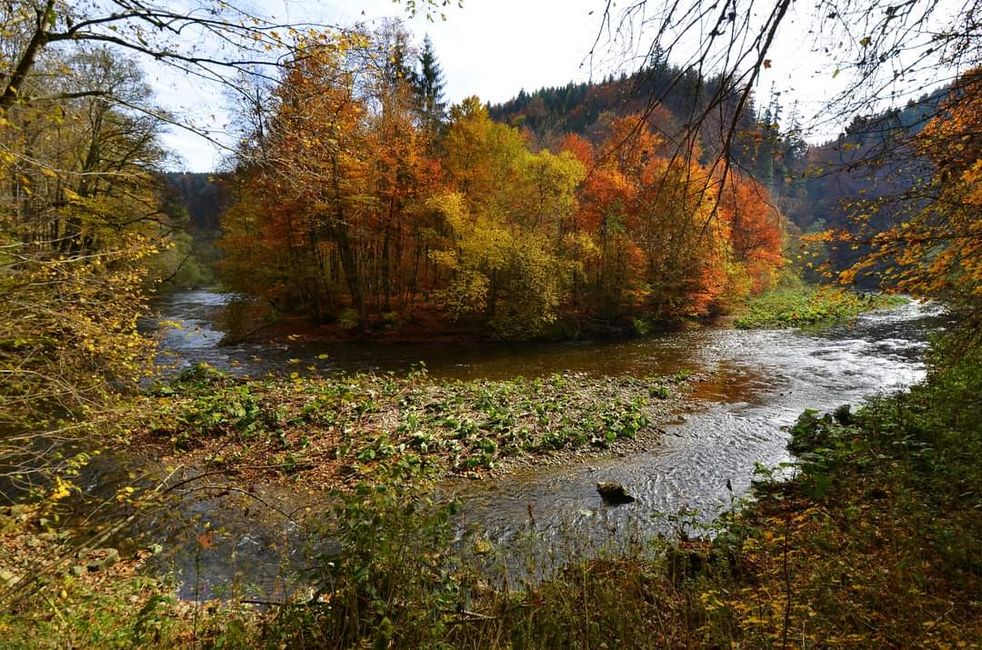 Senderismo de otoño en el Wutachschlucht: rojo, amarillo, naranja... ¡y tú en medio!