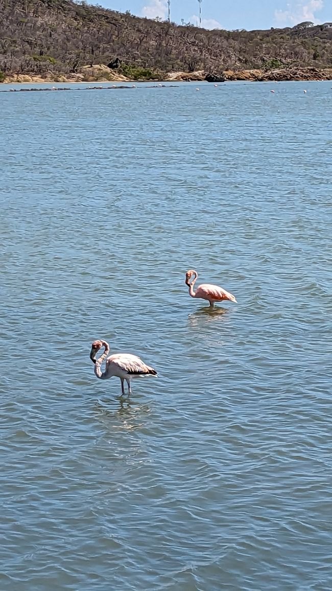 Tag 4 - Flamingos & Schnorcheln am Kokomo Beach