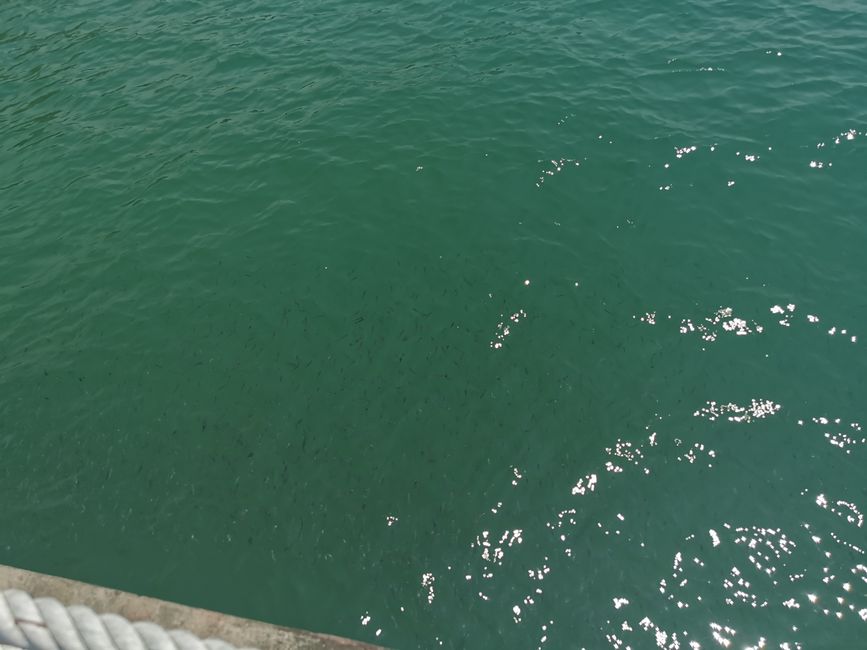 ... mit massig kleinen Fischen ....