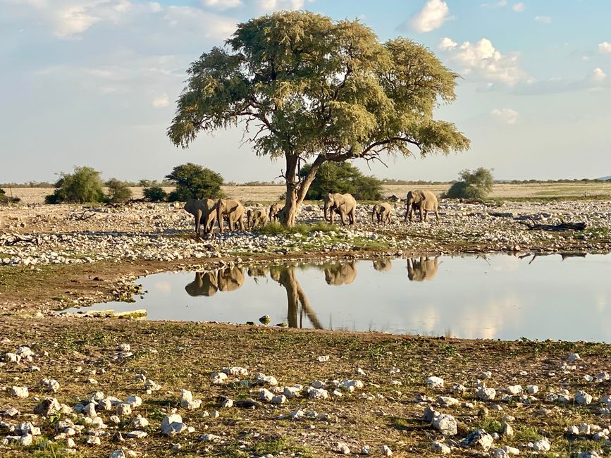 Namibia 2024: Okaukuejo oder willkommen im Ferienlager