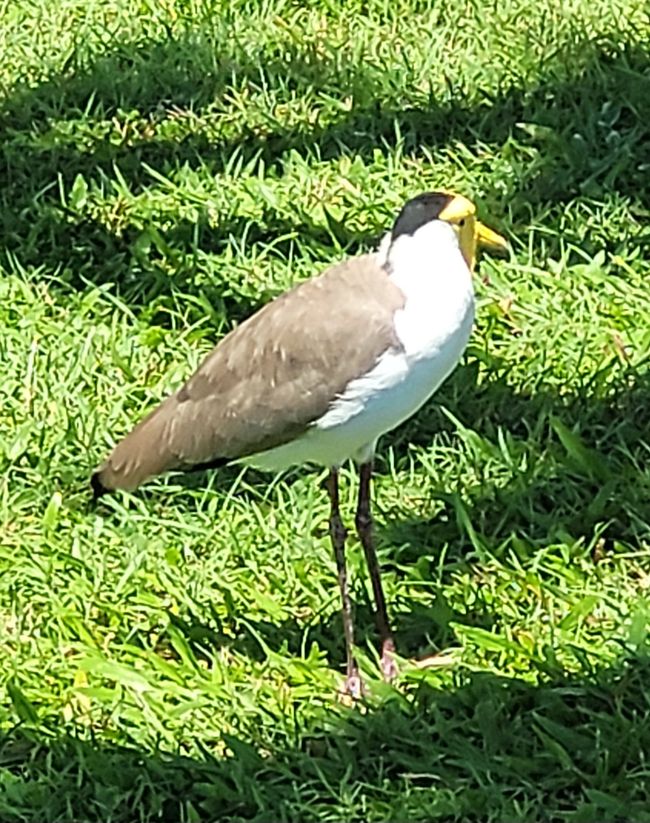Día 103 de 175: Crucero alrededor del mundo - Cairns/Australia