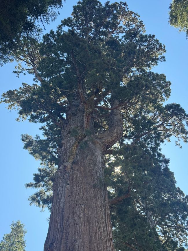 Sequoia National Park