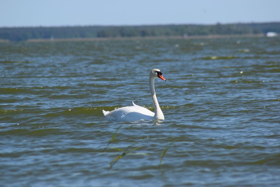 Darß und Fischland im Mai 2018