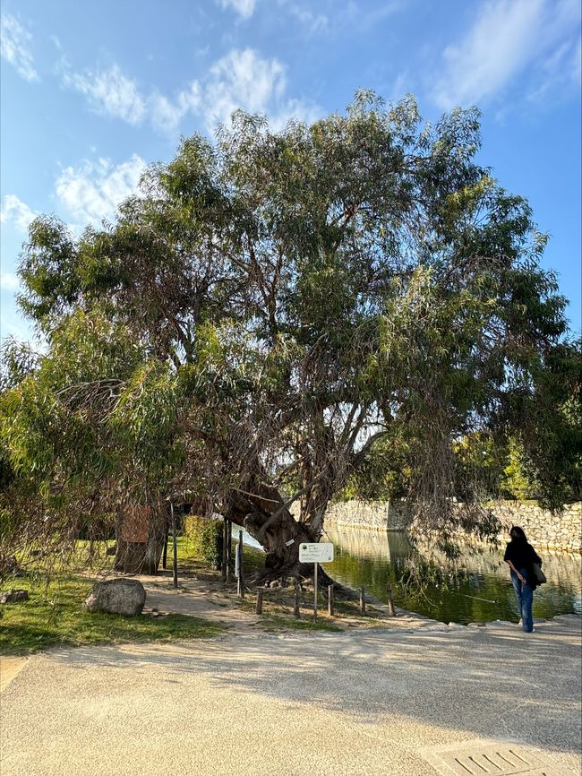 surviving Eucalyptus tree