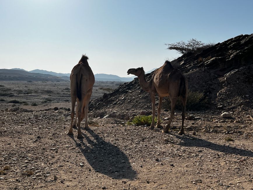 Von Salalah wieder Richtung Norden