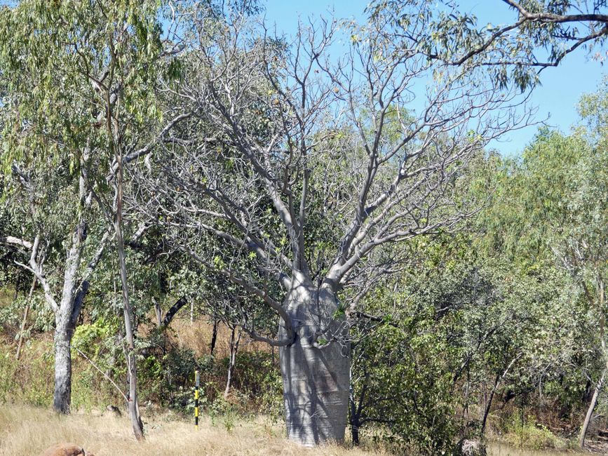 Baobab nel Parco Nazionale di Nitmiluk