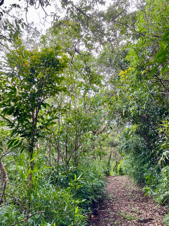 Kleine Wanderung im Santuario Ecologico