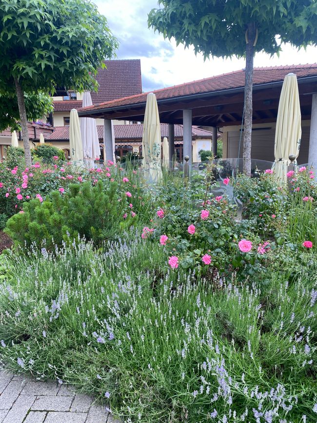 Am Parkplatz schon Rosen und Lavendel