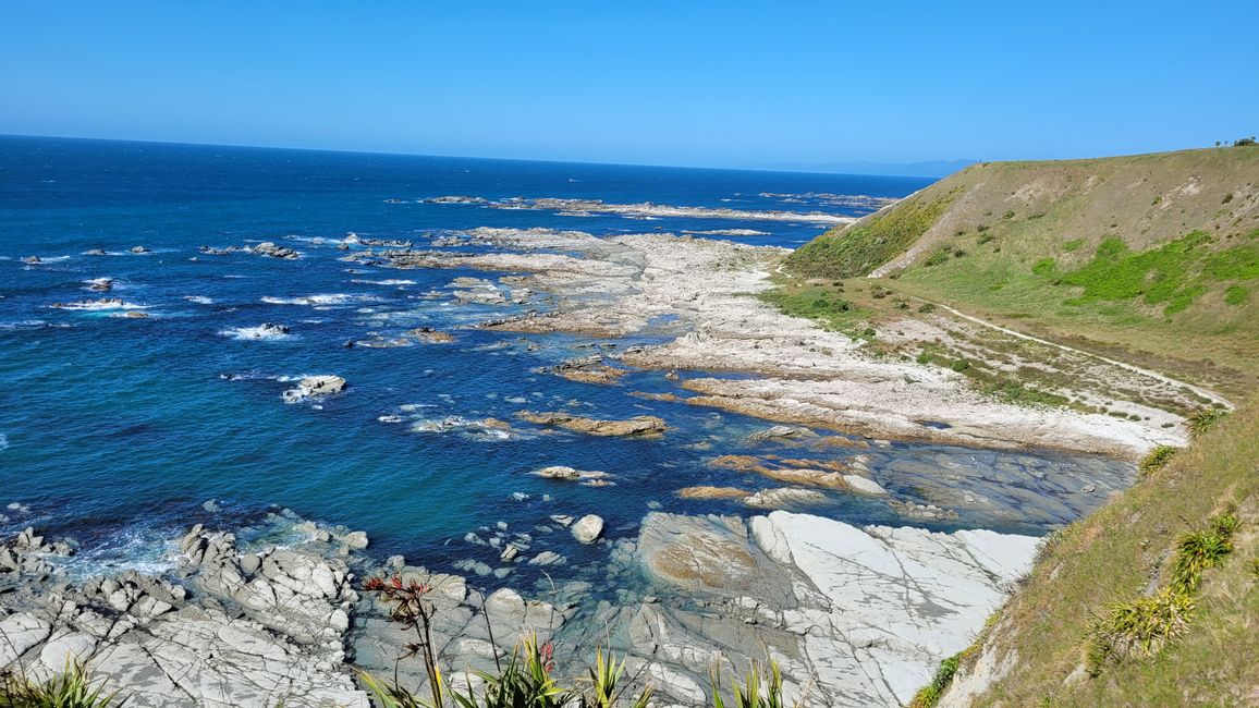 „Animal Watching“ in Kaikoura – Part Two (Seals, No Whales & Dolphins? - but Sheeps!)