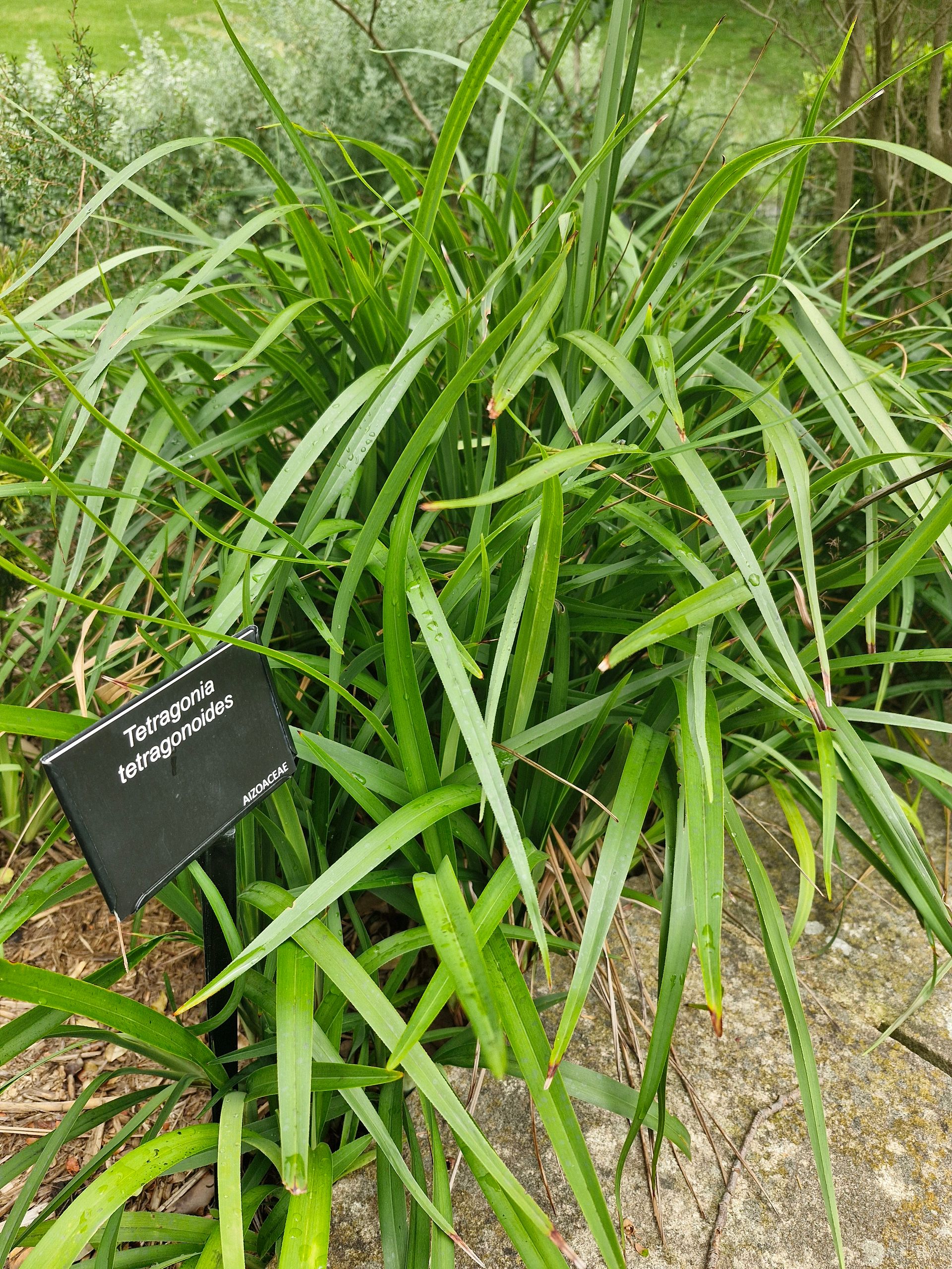 Anti-Snake Grass