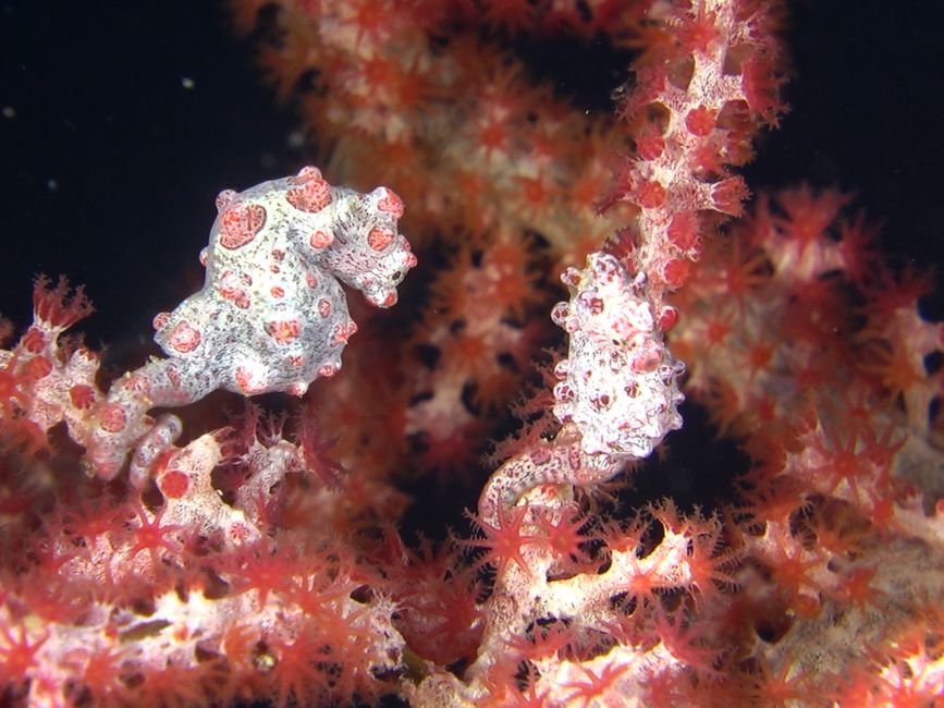 Travis auf Tauchsafari in Raja Ampat