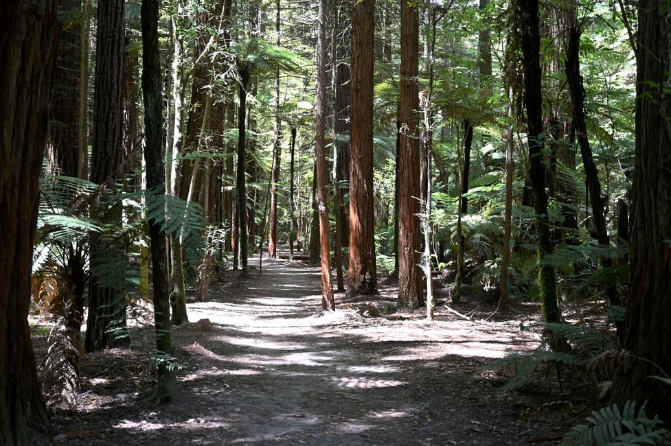 Redwoods Weg Anfang