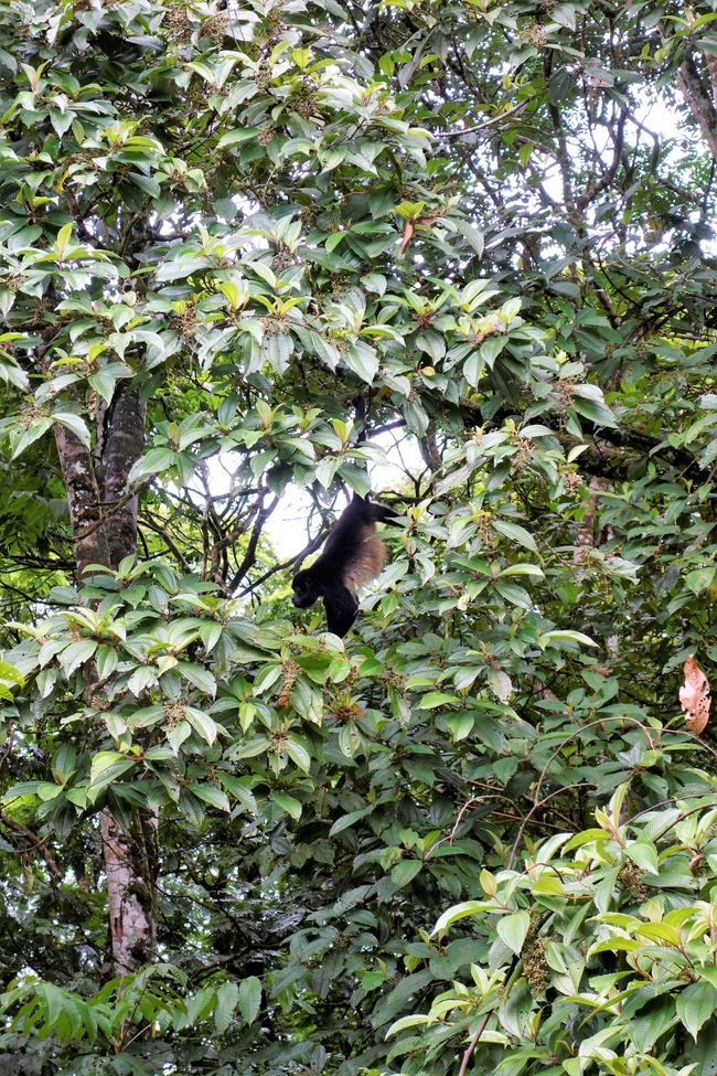 Arakari Ecolodge - Tief im Regenwald von Costa Rica