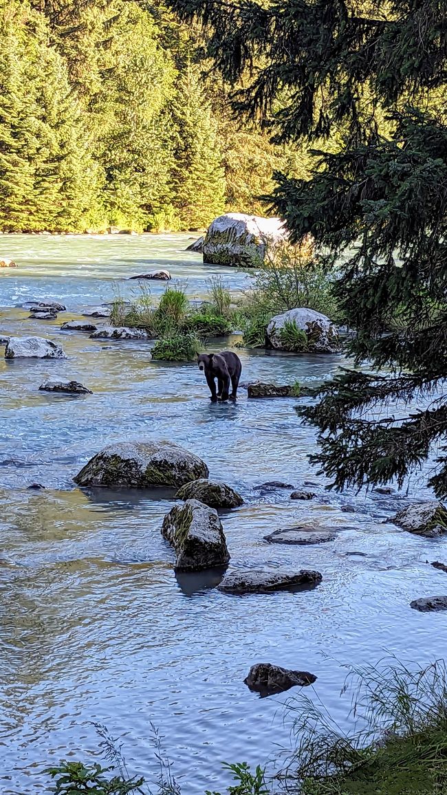 Etiqueta 26: Río Chilkoot - gran cine de osos & sesión de fotos con 'Lulu'