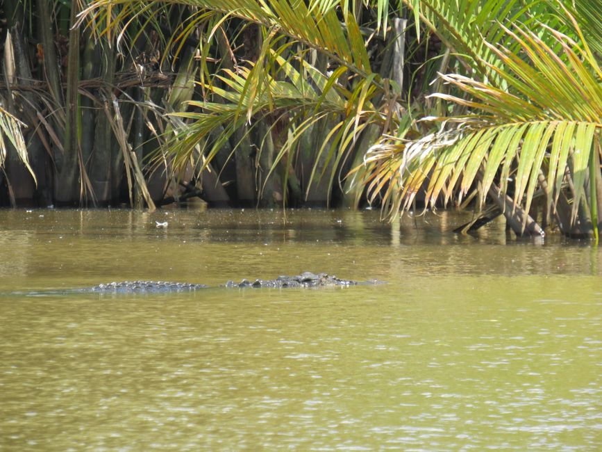 Matara - Mauvais temps, pas de baleines, mais des Salties (crocodiles d'eau salée)