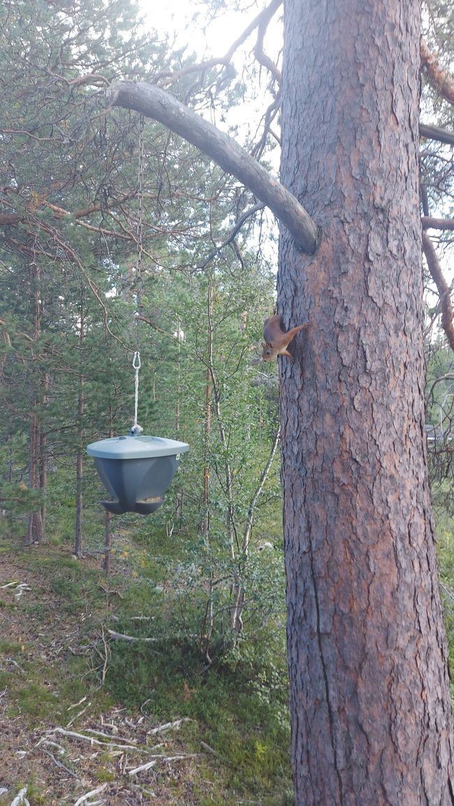 Villa Fregn - Huskyfarm - Fulufjällets NP - Mora