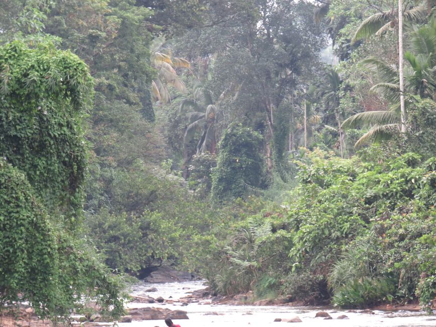 Sinharaja - l'ultima foresta pluviale dello Sri Lanka