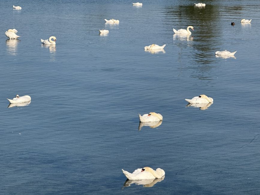 Sleeping swans