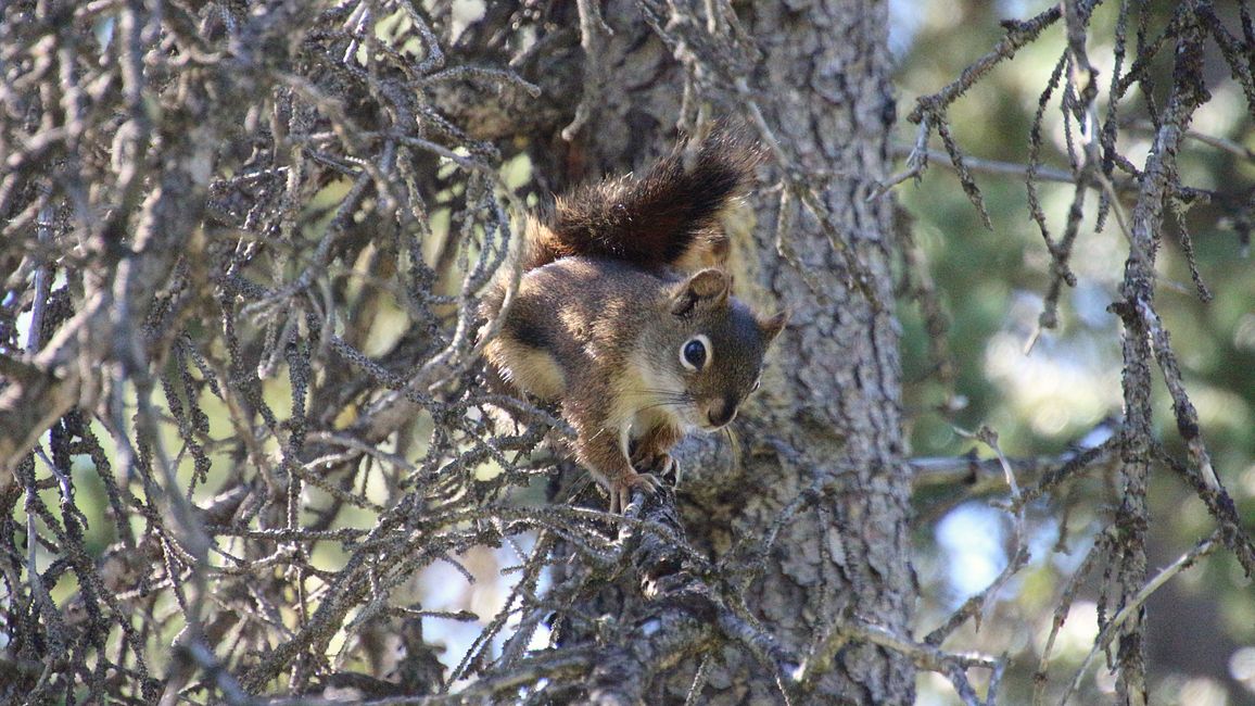 Day 27: Bear Show & Fantastic Mountain Worlds - back to Yukon/Canada