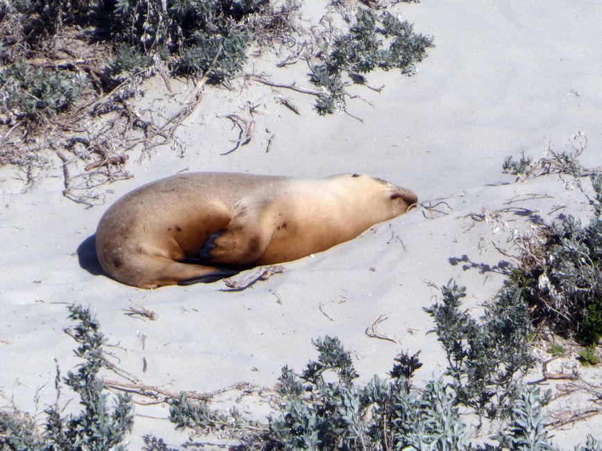 Kangaroo Island