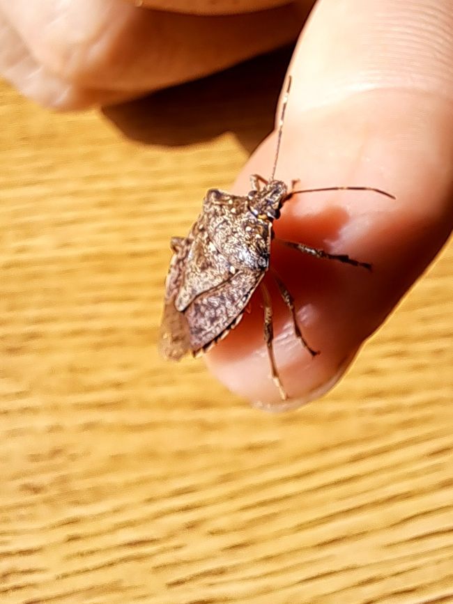 Mal wieder eine Wanze: Marmorierte Baumwanze