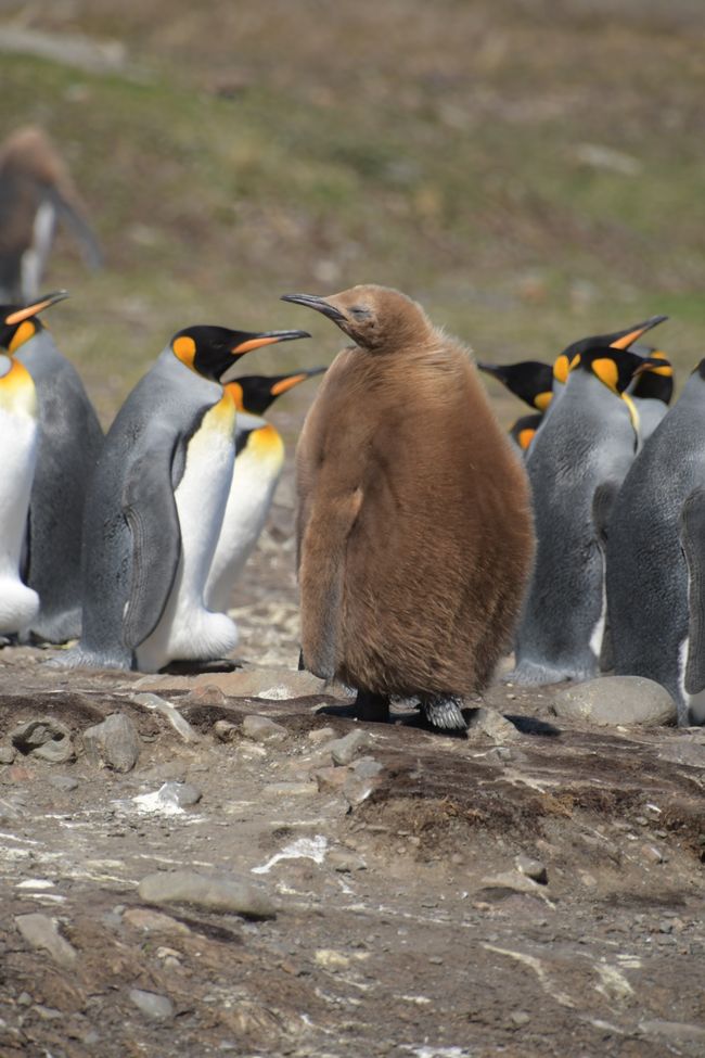 Königspinguine / King penguins