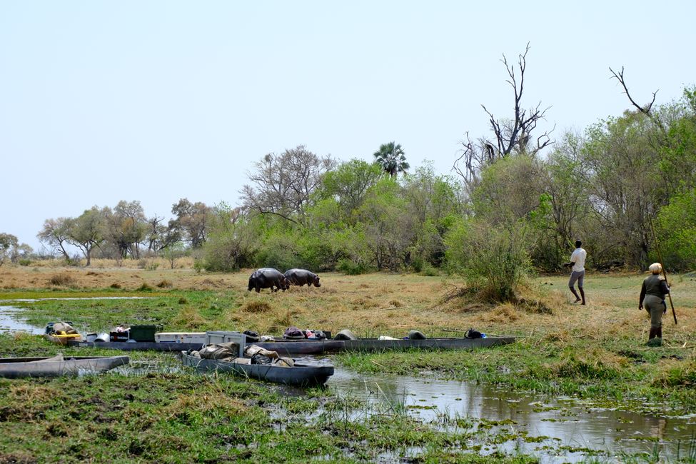 Delta del Okavango 🇧🇼