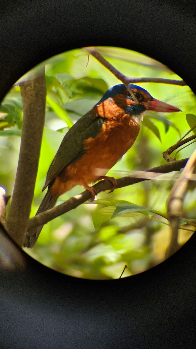 Parque Nacional Tangkoko