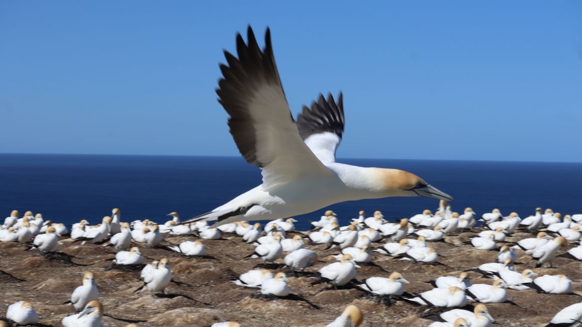 Basstölpelkolonie bei Cape Kidnappers - die Spannweite der Tölpel kann bis zu 1,8m werden