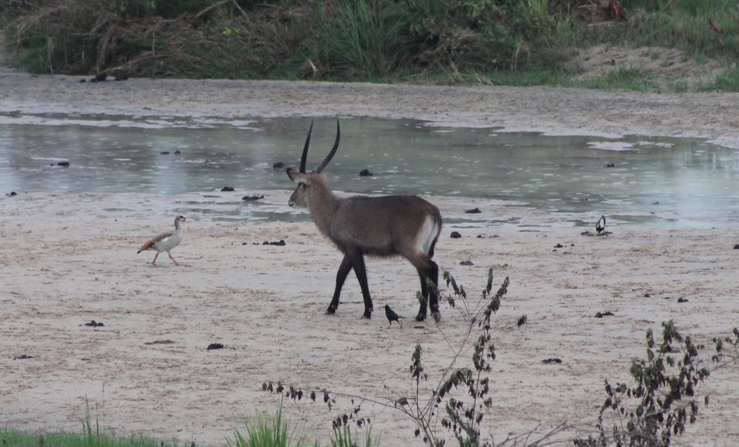 Wilde Tiere erleben