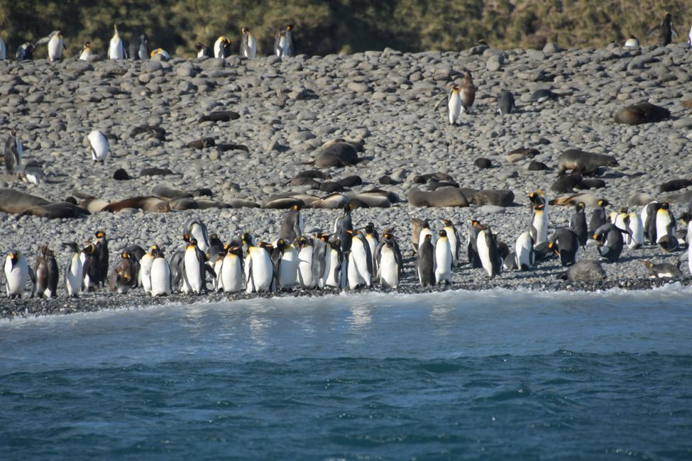 Königspinguine / King penguins