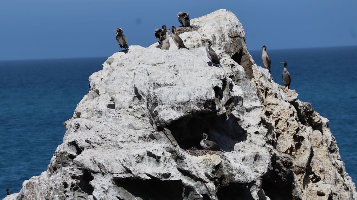 Gepunktete Comorane - gibt es nur in Neuseeland