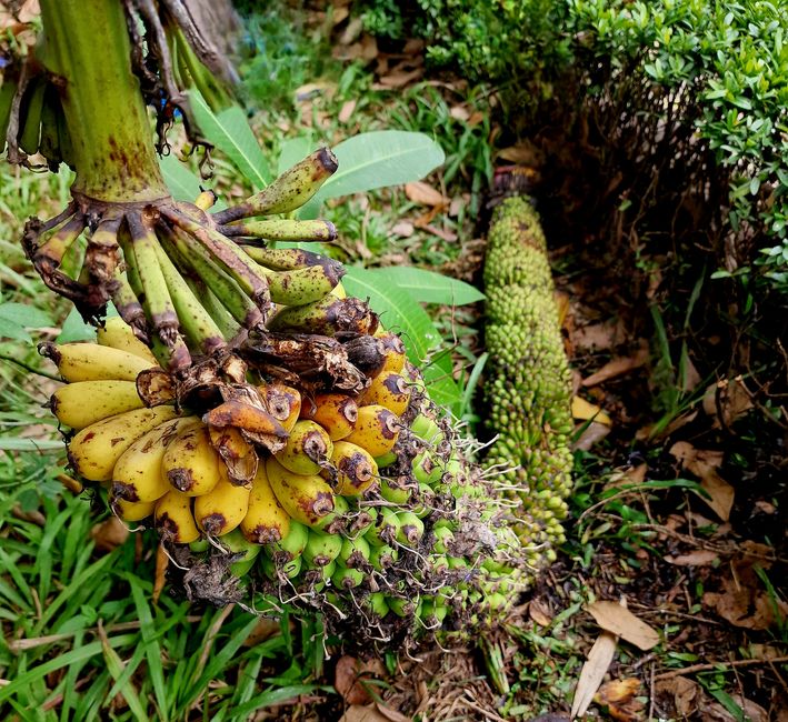 Luang Prabang - worauf kommt es an?