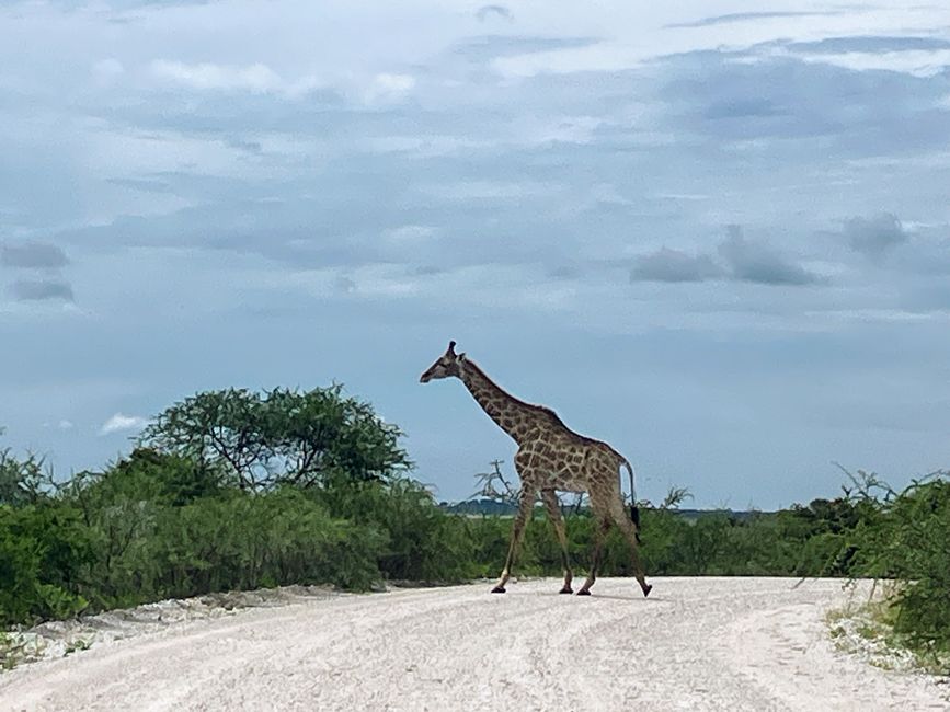 El Parque Nacional Etosha
