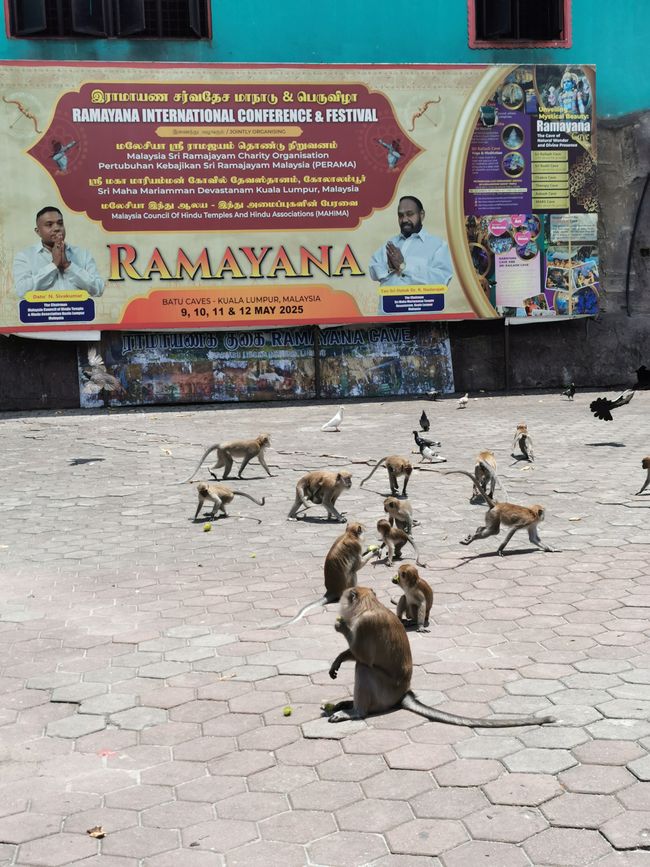... c'est un joli cirque de singes qui vous accueille ...