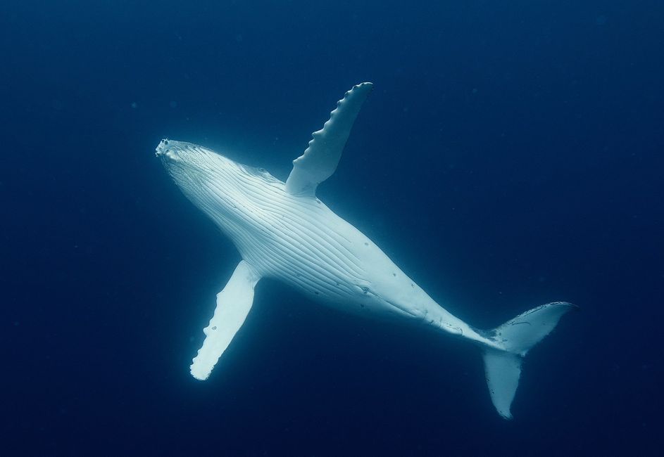 Nuotare con le balene megattere nel regno di Tonga