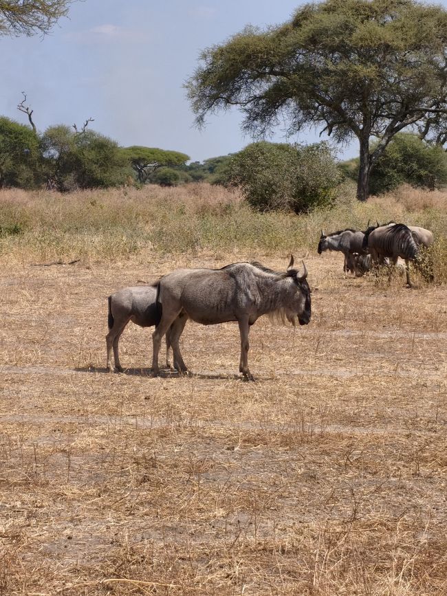 Parc national de Tarangire