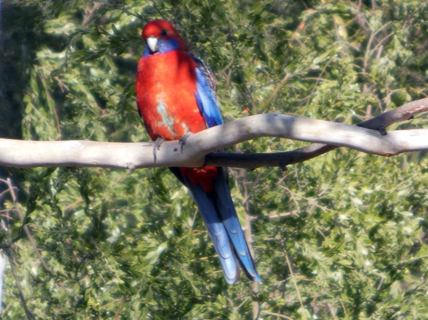 Halls Gap - Grampians-Nationalpark
