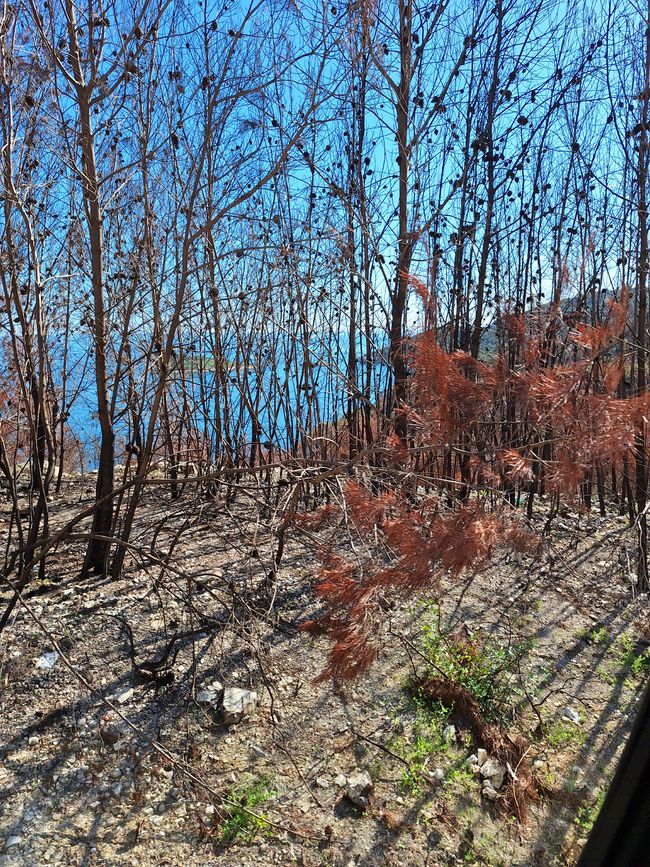 Oh, der Waldbrand vom August 