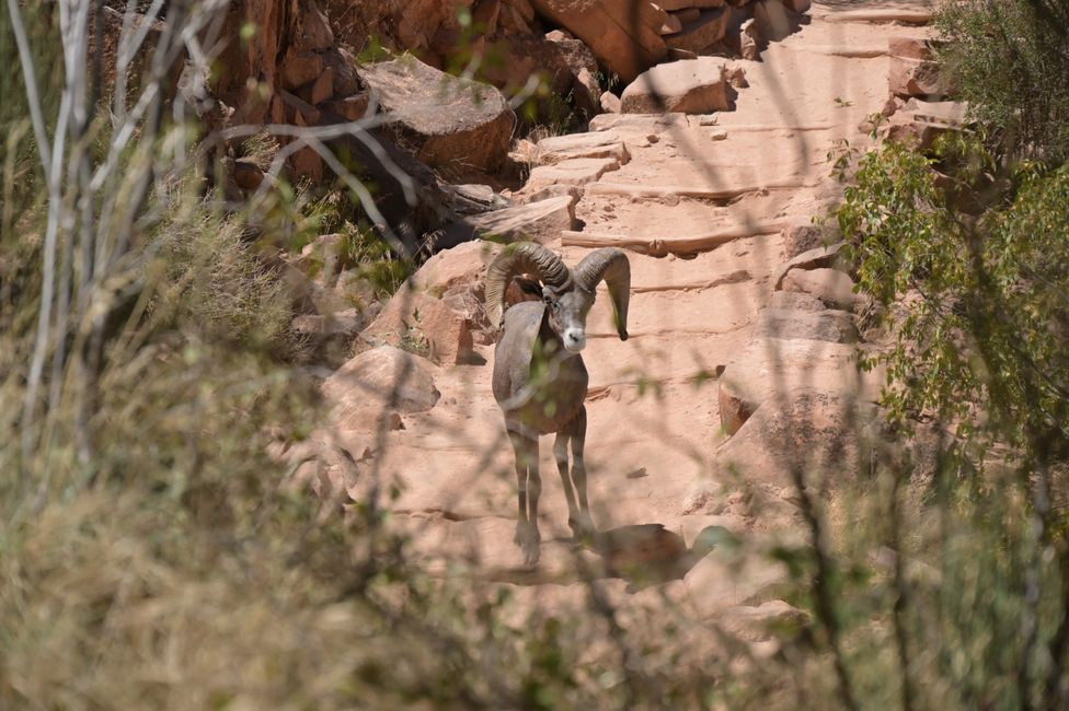 Bright Angel Trail - Pecora delle Dall