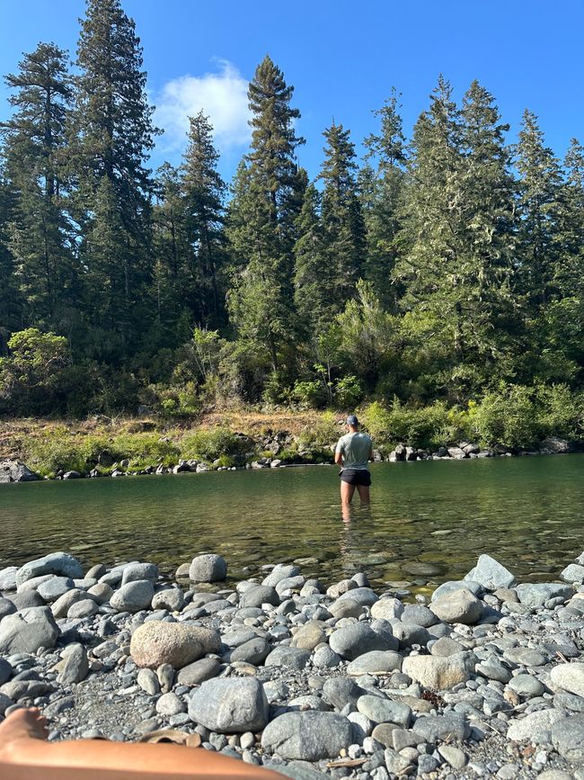 North Californian redwoods