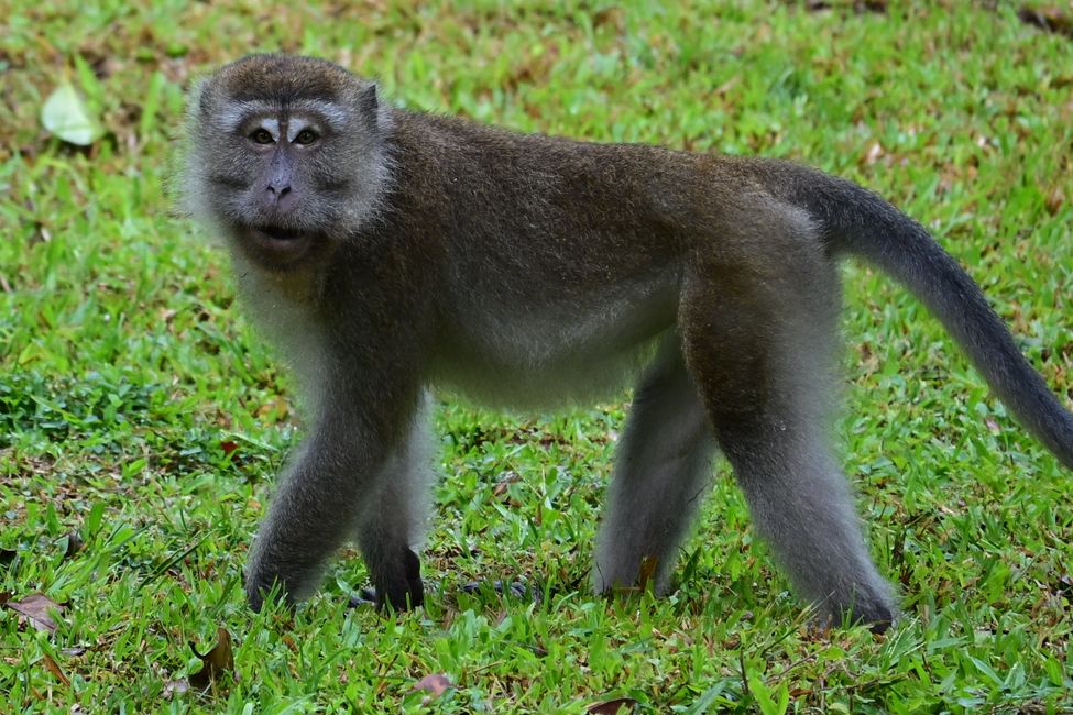 Singes java