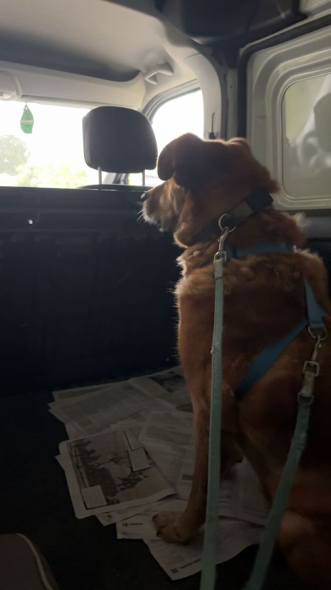 Kanello in viaggio verso il veterinario 