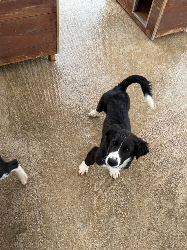 Perché i cani sono migliori degli esseri umani