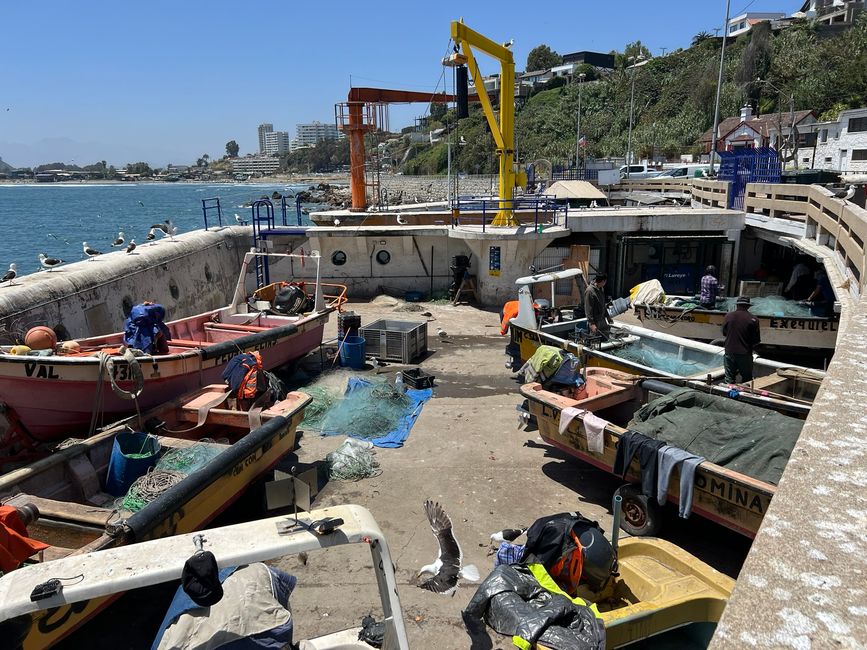🛠️👨‍💻Giorni 44-47 (20-23 novembre) Viña del Mar / Concón