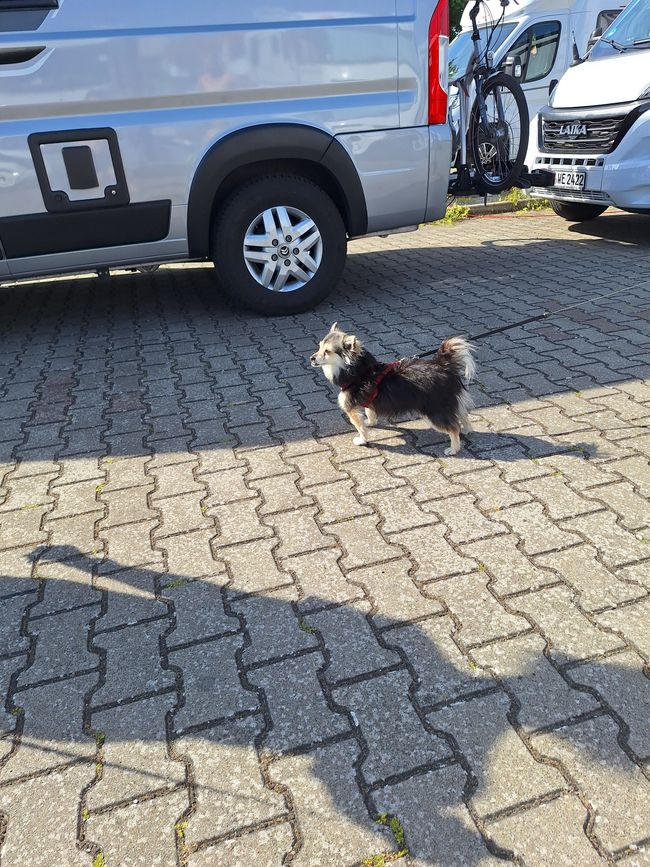 Benny