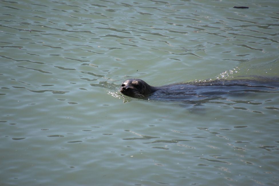 Robbe im Hafen